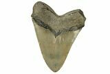 Huge, Fossil Megalodon Tooth - Serrated Blade #271104-2